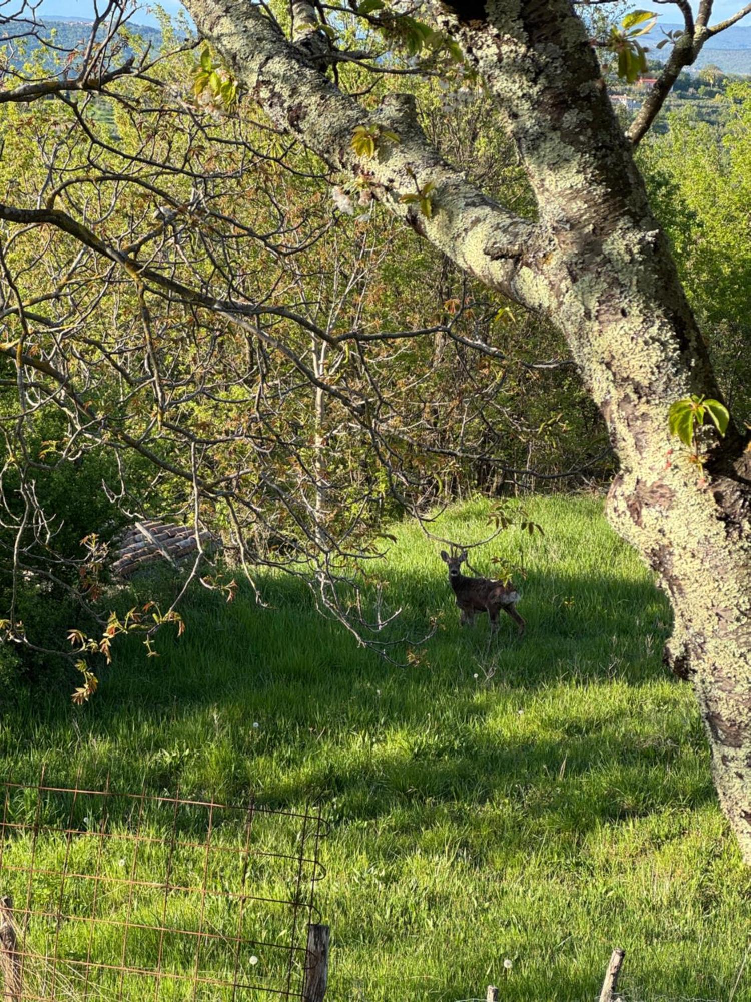 Guesthouse Green Istria Truske Bagian luar foto